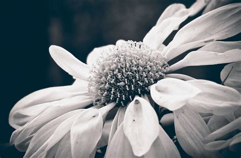 fleur noir et blanc.